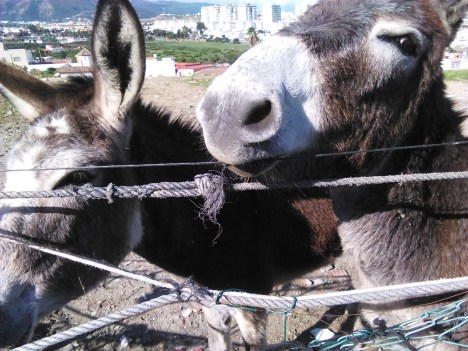 Plateros centenarios