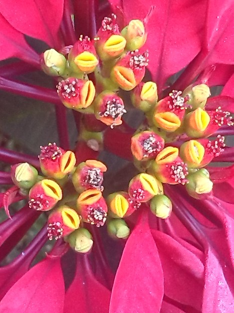 Euphorbia Pulcherrima